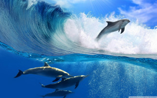 Dolphins swimming ocean wave below - the water below free wallpaper