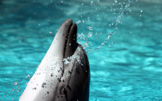 Dolphin jumping water mouth open - damien hirst free wallpaper
