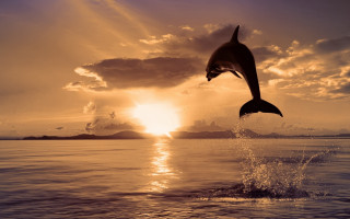 Dolphin jumping sunset ocean boat - sea free wallpaper