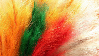 Colored feathers close up white - a table top free wallpaper