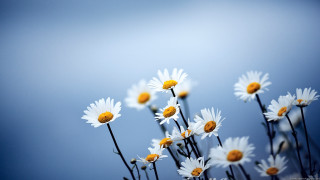 Daisies vase table blue background - a bunch of daisies free wallpaper