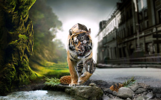 Tiger walking stream park building - a park area free wallpaper for desktop