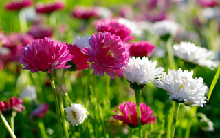 Field flowers pink white green 3 - a field of flowers free wallpaper for desktop