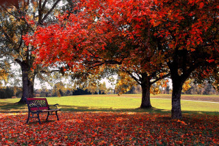 Park bench red leaves autumn - red leaf free wallpaper