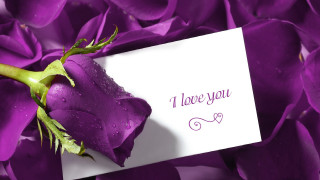 Purple rose i love you - a purple rose free wallpaper
