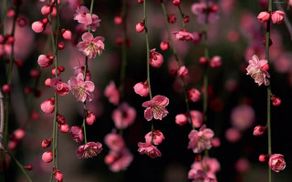 Pink flowers hanging branch black - chen chi free wallpaper