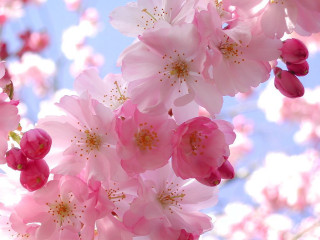 Pink flowers blooming tree branch 7 - a bunch free wallpaper