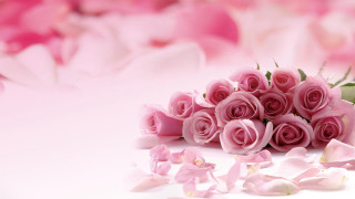 Pink roses bouquet petals white - pink petal free wallpaper