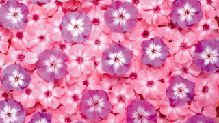 Pink purple flower field bouquet - flower free wallpaper