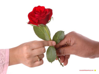 Person holding rose hand out - a rose free wallpaper