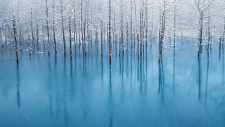 Blue lake snowy trees birds - a blue lake free wallpaper