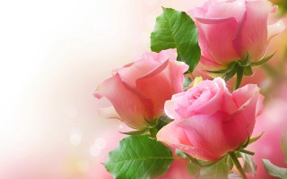 Pink roses green leaves white 2 - pink rose free wallpaper for desktop