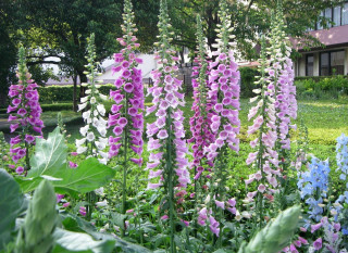 Purple flowers garden mackintosh puzzle - charles rennie mackintosh free wallpaper for desktop