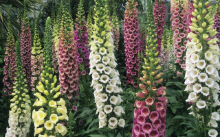 Flower garden bouquet puzzle roses - the background and a building in the background free wallpaper