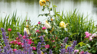 Flowers water grass waterplants foreground - blanche hoschedé monet free wallpaper