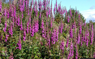 Purple flowers trees blue sky - flora macdonald reid free wallpaper