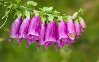 Flower closeup blurry background green - fanny mcian free wallpaper
