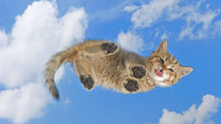 Cat flying paws face air - surrealism free wallpaper