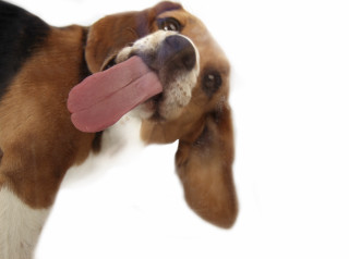 Dog sticking tongue out side - professional digital art free wallpaper