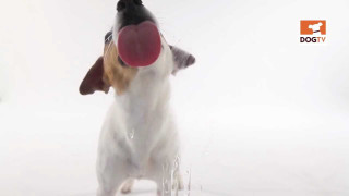 Dog playing frisbee snow mouth - behance hd free wallpaper
