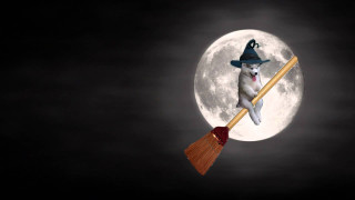 Dog witch hat broom full - adam szentpétery free wallpaper for desktop