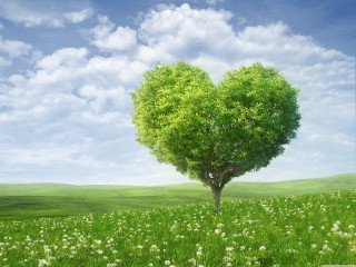Heart shaped tree field flowers 7 - ecological art free wallpaper