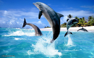 Dolphins jumping ocean sandy beach - sandy free wallpaper