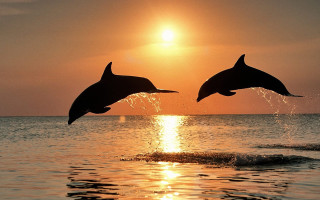 Dolphins jumping water sunset sunrise - the sun shining behind them free wallpaper