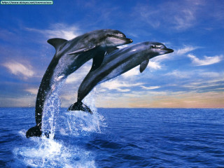 Two dolphins jumping sunset rayonism - two dolphin free wallpaper for desktop