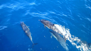 Three dolphins swimming ocean together - ocean free wallpaper for desktop