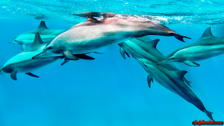 Dolphins swimming ocean man camera - his back in free wallpaper