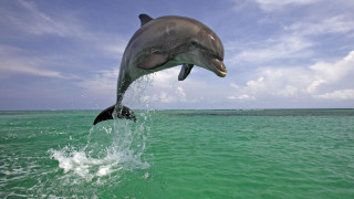 Dolphin jumping water mouth open 6 - its mouth wide open free wallpaper for desktop