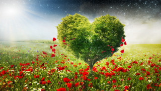 Heart tree flower field star - free valentines wallpaper for desktop
