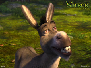 Donkey funny look mouth expression - a grassy area free wallpaper