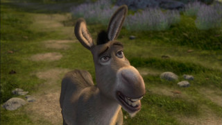 Donkey funny look field grass - funny free wallpaper for desktop