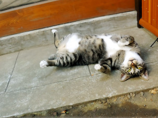 Cat laying back ground doorway - neoexpressionism free wallpaper