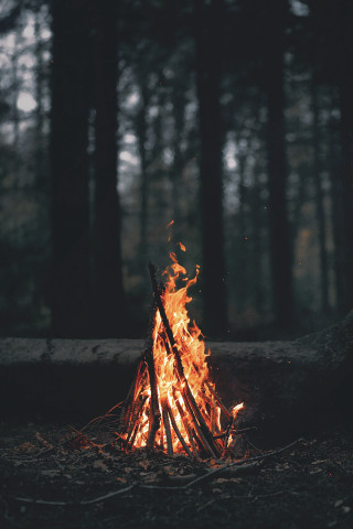Campfire woods sticks flames trees - flame free wallpaper for mobile