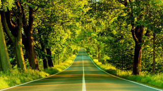 Road lined with trees and 2 - a forest of trees and grass free wallpaper