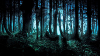 Forest trees grass night bright 4 - the middle of it free wallpaper