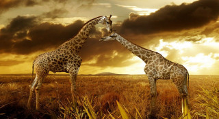 Giraffes field cloudy sky touching - two giraffe free wallpaper for desktop