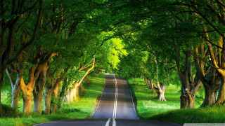 Road surrounded by trees and 2 - both side of the road free wallpaper