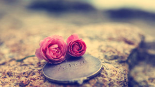 Pink roses metal disc rock - the word love free wallpaper