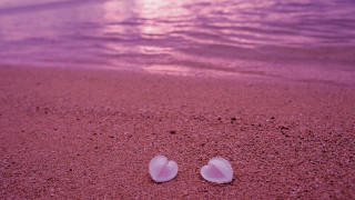 Two shells beach sand sunset - the sun free wallpaper for desktop