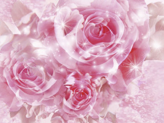 Pink background roses white background - pink rose free wallpaper for desktop