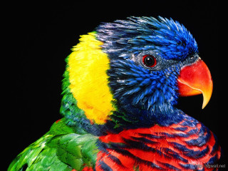 Colorful bird black background serious - its face and head free wallpaper