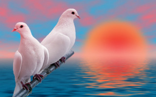 White birds sunset ocean airbrush - a pole in front free wallpaper