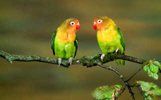Colorful birds branch leaves red - two colorful bird free wallpaper
