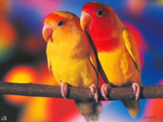 Colorful birds sitting branch blurry - a blurry background behind them free wallpaper