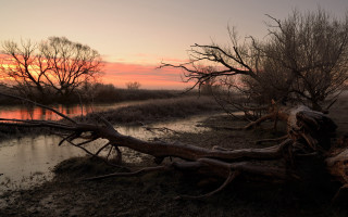 Fallen tree river sunset pink - fallen free wallpaper for desktop
