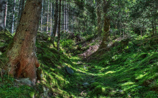 Woods path green grass trees - the ground and trees free wallpaper